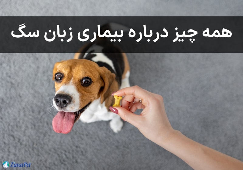 همه چیز درباره بیماری زبان سگ 